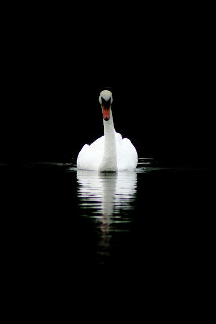 Swan Front View, High Contrast Images, Mute Swan, Beautiful Swan, White Swan, Elements Of Design, Animal Totems, Swan Lake, High Contrast