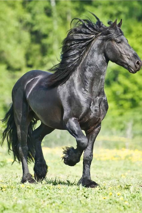 Matt Black Horse Pictures, Black Cat Pictures, Rare Horses, Beautiful Horses Photography, Black Stallion, Horse Artwork, Horse Videos, Horse Names, Black Horses