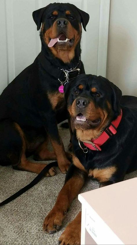 Long Haired Rottweiler, Miniature Rottweiler, Black Rottweiler, Rottweiler Pictures, Puppy Rottweiler, Rottweiler Dog Breed, Funny Rottweiler, Puppy Black, Puppy Funny