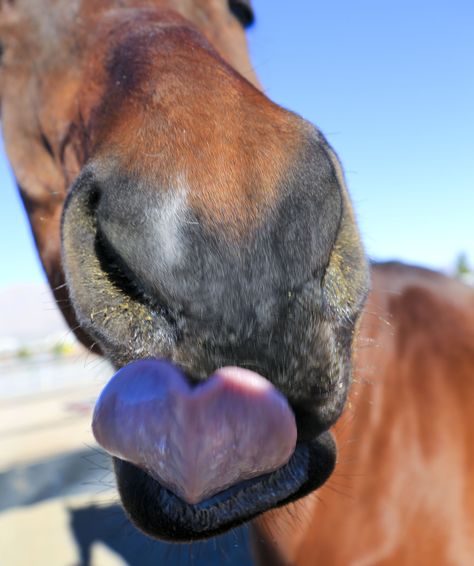 awesome heart shaped tongue Aesthetic Horse Riding, Horse Riding Aesthetic, Wild Horses Photography, Horse Riding Quotes, Cute Horse Pictures, Barrel Racing Horses, Horse Inspiration, Rodeo Horses, Horse Heart