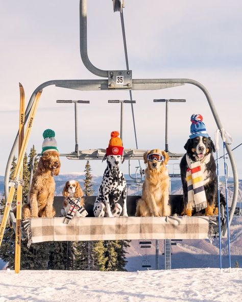 Woof woof! ❄️ Bring home your favorite escape with free framing + free shipping on the first 100 orders for a limited time at the link below

Pictured: Chairlift Pups, Aspen Gray Malin, Grey Dog, Fine Art Photography Print, Apres Ski, Photography Prints Art, Oui Oui, Winter Fun, 귀여운 동물, The Snow