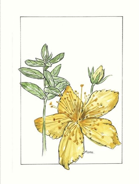 Hypericum perforatum — Botanical illustration by Maree Clarkson© Hypericum Perforatum, History Project, History Projects, Botanical Illustration, Botanical Art, St John, History, Drawings, Animals