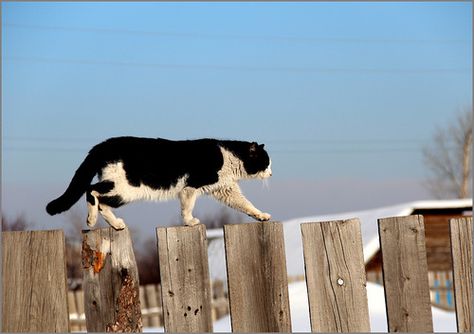 cat  walk on fence Fence Drawing, Cat Walking, Cat Fence, Tuxedo Cats, Cat Walk, Reference Photos, Cats Meow, Art Reference Photos, Walk On