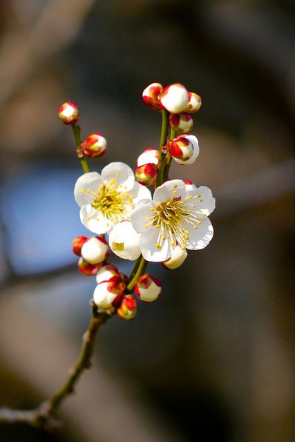 Crow Moon, Garden Nails, Cherry Flower, Design Garden, Arte Floral, Little Flowers, Flower Beauty, Blossom Flower, Flower Images