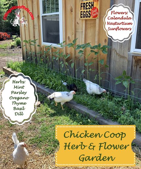 Garden Chicken Coop, Guinea Hens, Herbs For Chickens, Cute Chicken Coops, Chicken Coop Garden, Backyard Chicken Coop Plans, Roof Ideas, Grow Herbs, Chicken Coop Run