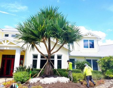 Add A Twist To Your Sarasota Landscape With A Screw Pine ArtisTree Landscape Maintenance, Drought Tolerant Plants, Landscaping Tips, Coastal Landscape, Exotic Fruit, Circle Of Life, Growing Tree, Drought Tolerant, Pine Tree