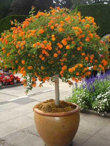 Have never seen Lantana in tree form! Nice! To start a lantana tree, plant a small plant in spring, into a larger container. Begin shaping the tree as soon as new growth begins. Attach the stem (sometimes multiple stems) to a support like a bamboo stake, then begin trimming away any new side shoots. Lantana Tree, Lantana Plant, Drought Tolerant Garden, Orange Plant, Garden Containers, Drought Tolerant Plants, Drought Tolerant, Diy Patio, Small Plants