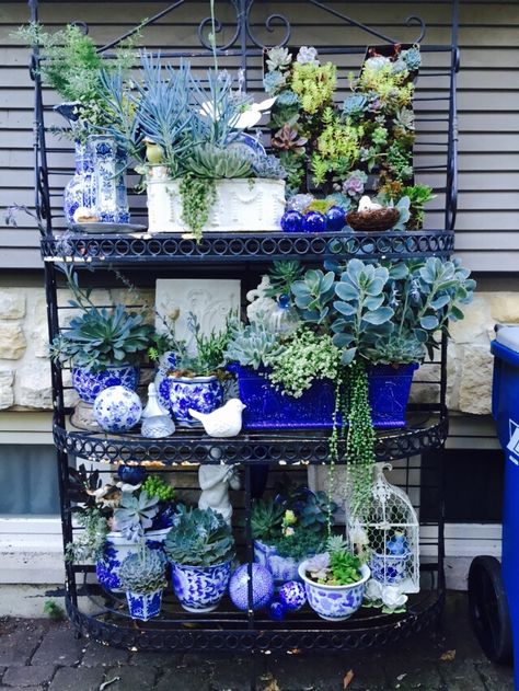 Succulent garden Succulents In Blue Pots, Garden Plant Shelves, Succulent Display Ideas Outdoors, Living Room Cozy, Baker's Rack, Home Backyard, Succulent Garden Design, Bloom Where Youre Planted, Garden Shelves