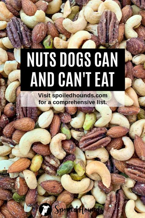 Keep your dog safe! Find a comprehensive list of nuts dogs can and can't eat on Spoiled Hounds. #pets #dogs #doglover #nuts #dogfood #dogtreats #peanuts #peanutbutter #almonds #cashews Homade Dog Treats, Things Dogs Cant Eat, Toxic Foods For Dogs, Foods Dogs Can Eat, Dog Biscuit Recipes, Healthy Dog Treats Homemade, Dog Wellness, Spoiled Dogs, Dog Health Tips