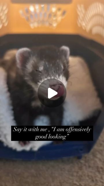 21 likes, 1 comments - thelifeofmyferrets on August 27, 2024: "Say it with me, “I’m offensively good looking” #dailyaffirmations #ferret #cute". August 27, Ferret, Daily Affirmations, Daily Life, How To Look Better