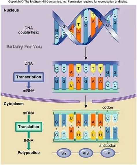 Dna Transcription, Microbiology Study, Struktur Teks, Transcription And Translation, Study Biology, Biology Classroom, High School Biology, Medical Student Study, Ap Biology