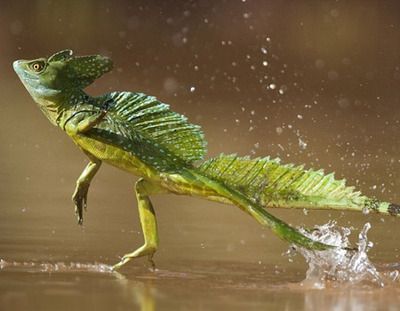 Jesus Lizzard walking on water. Napo Wildlife Center, Basilisk Lizard, Creature Anatomy, Glaucus Atlanticus, Jesus Lizard, Cute Reptiles, Weird Creatures, Reptiles And Amphibians, Lizards