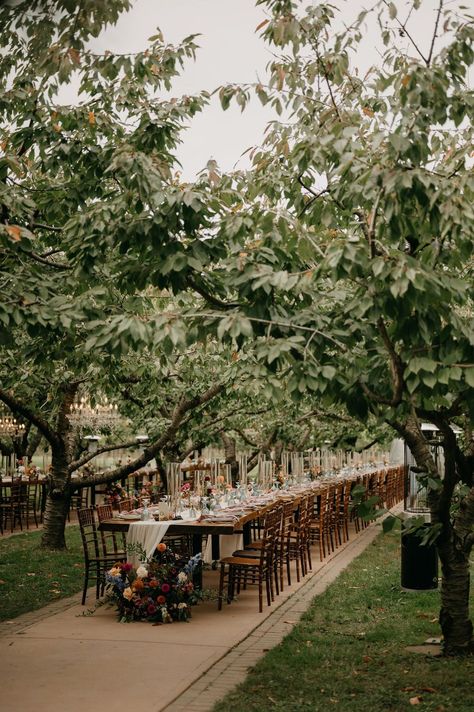 Al Fresco dining in the Cherry Trees art Gracewood Estates at Kurtz Orchard. Outdoor dining reception at Kurtz | Lindsay Plank Events, Niagara and Toronto Wedding. Outdoor dining inspiration, Tuscany inspired wedding in Ontario, live edge harvest tables for outdoor dining, jewel toned wedding colour palette, niagara on the lake wedding inspiration, tapered candles on harvest tables, bold coloured wedding inspiration, Kurtz marketplace wedding in Niagara on the Lake. Kurtz Orchard Wedding, Pecan Orchard Wedding, Orchard Wedding Reception, Tuscany Inspired Wedding, Niagara On The Lake Wedding, Wedding Core, Lake Wedding Inspiration, Apple Orchard Wedding, Harvest Tables