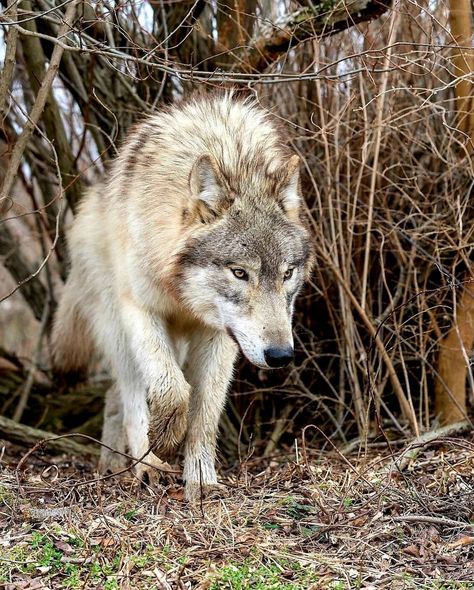 Walking wolf Wolf Walking, Wolf Poses, Wolf Photography, Wolf Wallpaper, Wild Wolf, Wolf Pictures, Wolf Spirit, Wild Dogs, Wolf Dog