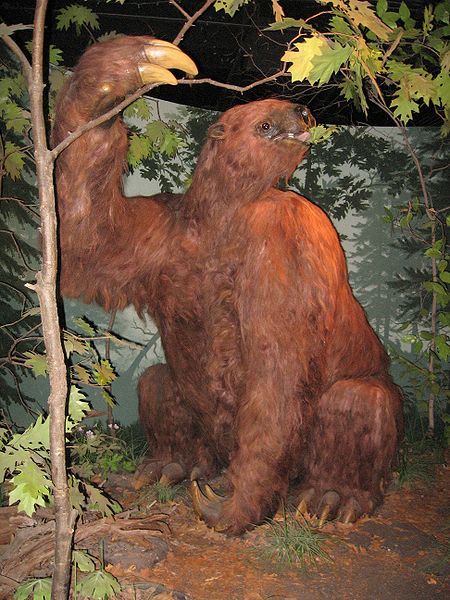 A reconstruction of one of the giant ground sloths. Giant Ground Sloth, Giant Sloth, Ground Sloth, Living Fossil, Giant Cat, Cat Species, Rocks And Fossils, Virginia State, Wooly Mammoth