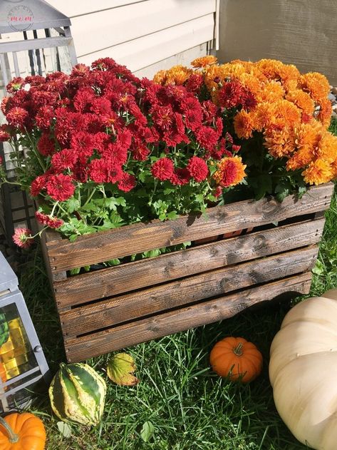 Shop 3-Gallon Multicolor Mum In Planter (L17375) Nursery, Stor Crate 12.5-In W X 9.5-In H X 17.5-In D Wood Bin Crat18, 5-Pack Mixed Colors Gourd Pmkog, Holiday Living 7.48-In -In H Painted Vintage Cream Polyurethane Craft Pumpkin 74436 and more Mum Planters, Easy Diy Fall Decor, Diy Porch Decor, Outside Fall Decor, Fall Porch Decor, Fall Decor Dollar Tree, Image Halloween, Easy Fall Decor, Dollar Tree Fall