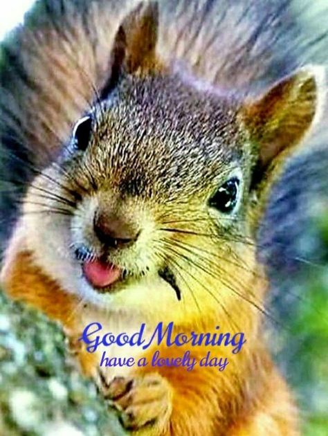 Squirrel Humor, Funny Squirrel Pictures, Happy Squirrel, Squirrel Pictures, Morning Memes, Squirrel Funny, 80s Costume, Funny Good Morning Quotes, Cute Good Morning Quotes