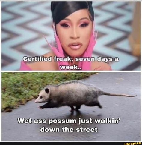 Found on iFunny Awesome Possum, Memes Of The Day, Trash Panda, Animal Memes, Funny Photos, Dankest Memes, Really Funny, I Laughed, Funny Animals