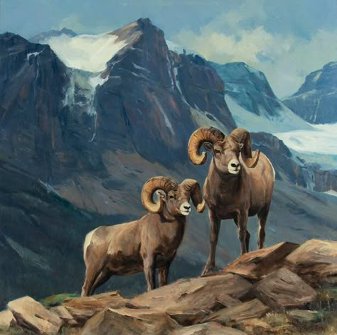 Antelope Animal, Animals Sketch, Sheep Drawing, The Great North, Sheep Paintings, Big Horn Sheep, North American Wildlife, American Wildlife, Mountain Goats