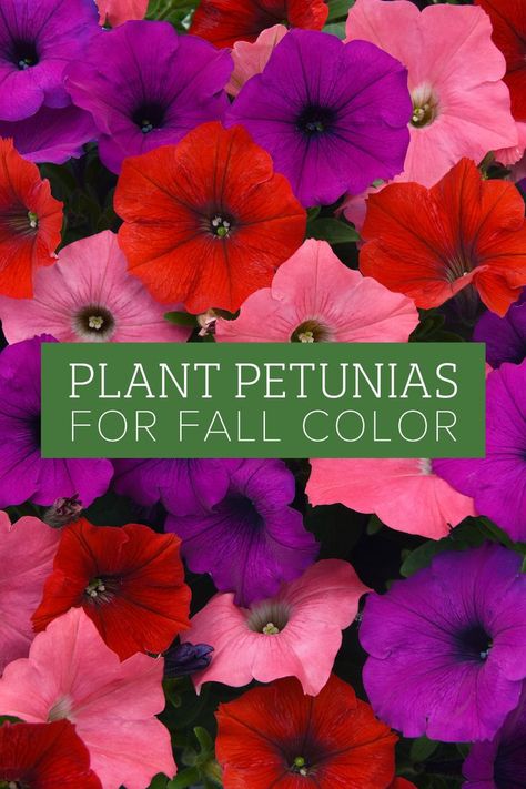 Fall in love with Petunias! Visit our blog now for a colorful guide to planting and care tips! #callowaysnursery #local #gardening101 #fallflowers #beginnergardening #petunias Petunia Hanging Baskets, Petunia Care, Logo Garden, Petunia Plant, Garden Services, Gardening 101, Fast Growing Plants, Christmas Events, Landscape Services