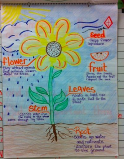 Our favorite 2nd grade anchor charts for math, language arts, and beyond. You'll definitely want to use some of these in your classroom. Plant Lessons, Kindergarten Anchor Charts, Science Anchor Charts, Second Grade Science, Plants Unit, 1st Grade Science, Classroom Anchor Charts, First Grade Science, 4th Grade Science