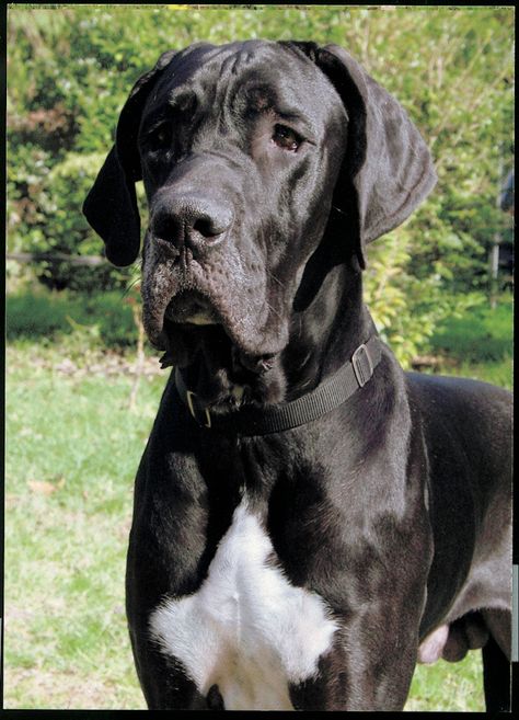 Great Dane Pictures, Tattoo Animals, Cute Dog Costumes, Apartment Dogs, Giant Breeds, Great Dane Puppy, Dog Exercise, Dane Dog, Great Dane Dogs