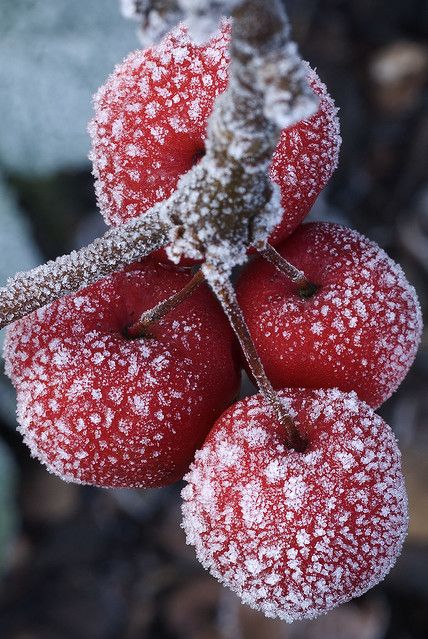 Freezing Apples, Frozen Grapes, Vertical Vegetable Garden, Growing Fruit, Crab Apple, Christmas Gifts For Boyfriend, Snow And Ice, Red Fruit, Winter Wonder