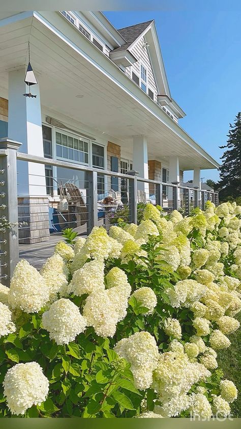 mollyinmaine on Instagram: Hydrangea love. 💙💙 . I planted this row of 20 Limelight hydrangeas along the deck on the waterside (is that the back or the front?! 😉) deck… Hydrangea White Garden, White Wedding Hydrangea Plant, Fairytale Bride Hydrangea, Hydrangea Macrophylla White, White Endless Summer Hydrangea, Food Plot, Limelight Hydrangea, Mud Kitchen, Closet Makeover