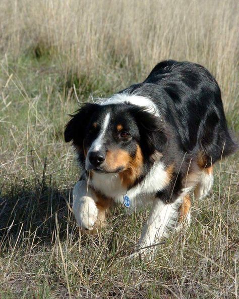 Black Dogs Breeds, Family Dogs Breeds, Scotch Collie, English Dogs, Tattoos For Dog Lovers, English Shepherd, Dog Breeds Medium, Working Farm, Farm Dogs