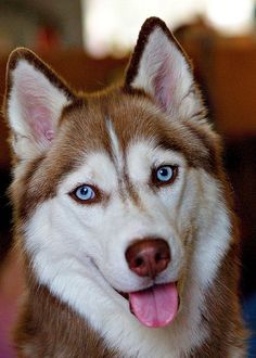 Brown husky - now this is a stunning brown one @Trevor James spieker Aggressive Dog Breeds, Caine Husky, Red Husky, Wolf Painting, Cute Husky, Husky Mix, Siberian Huskies, Husky Puppy, Husky Dogs