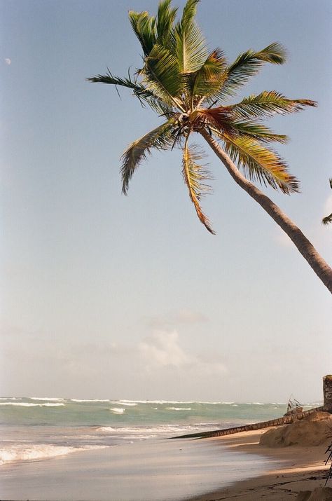 Taken on my vintage Nikon F camera, a beautiful palm tree on the island of the Dominican Republic. Photo is slightly grainy/vintage looking due to film and lens used.  Please only for personal use, not commercial unless discussed with the shop. Modern Kitchen Curtain Ideas, Kitchen Curtain Ideas Above Sink, Kitchen Curtain Ideas, Island Photos, Above Sink, Palm Tree Beach, Palm Trees Beach, Mermaid Aesthetic, Vintage Hawaii