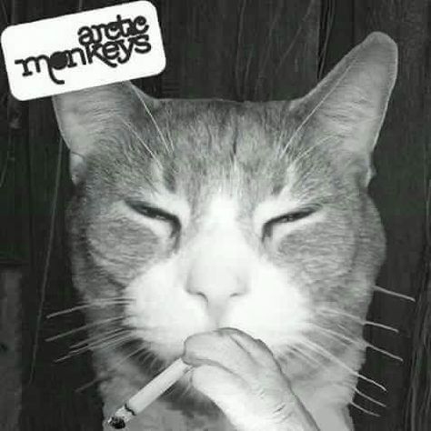 The Indie Cat :3 Arctic Monkeys Album Cover, Monkey Icon, Monkey Pictures, Monkey 3, The Last Shadow Puppets, Tuna Fish, Artic Monkeys, Silly Cats Pictures, Monkeys Funny