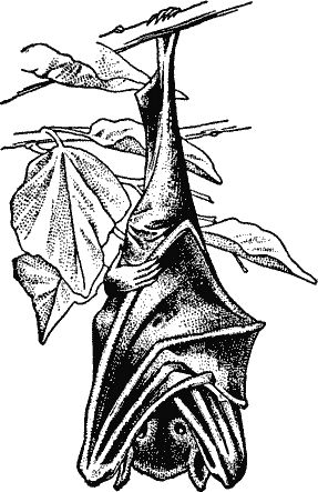 Bat Clip Art, Becoming A Tattoo Artist, Hanging Bat, Bat Art, Bat Tattoo, Lino Art, Dark Artwork, Botanical Tattoo, Tattoo Flash Art