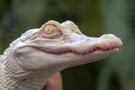 Albino Alligator, Animal Concept, Being Abandoned, Baby Alligator, Living In Florida, Save Wildlife, Surviving In The Wild, Crocodiles, First World