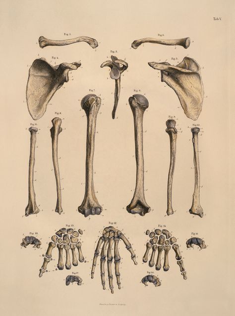 Medical State of Mind — Plate V from Handbuch der Anatomie des Menschen,... Bone Tattoo Anatomical, Medical Drawings, Human Anatomy Reference, Medical Decor, Arm Bones, Anatomy Bones, Skeleton Drawings, Bone Tattoos, Skeleton Illustration