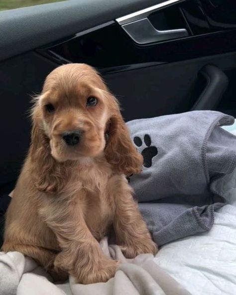 cocker dog 🐕 on Instagram: "💕💕💕💕  By @amber_the_cocker_spaniel_2023 @run.reggie.run  .  #cockerspaniel" Red Cocker Spaniel Puppies, Cocker Spaniel Training, Cocka Spaniel, Cokers Spaniel, Cocker Spaniel Colors, Cockalier Puppies, Mini Cocker Spaniel, Cocker Spaniel Aesthetic, Cocker Spaniel Haircut