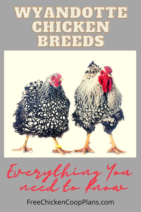 If you're looking for an excellent, all around dual purpose chicken, take a gander at the Wyandotte breed! They are a large, sweet, chicken and lay lots of eggs. They also come in many different color variations. Wyandotte Chicken Eggs, Wyandotte Rooster, Wyandotte Hen, Wyandotte Chicken, Buff Orpington, Chicken Pictures, Sweet Chicken, Rooster Art, Showing Livestock