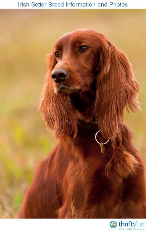 This guide contains Irish setter breed information and photos. These beautiful dogs are highly intelligent and independent in nature, and make  loyal and affectionate companions. Irish Setter Puppy, Irish Red Setter, Red And White Setter, Irish Setter Dogs, Red Dog, Irish Setter, Hunting Dogs, Dog Portraits, Dog Photos