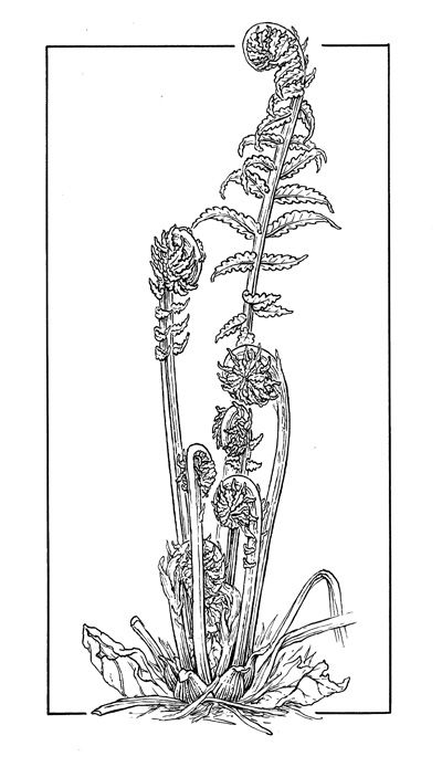 The Fiddlehead Lovers Guide: Finding and Preparing Ostrich Ferns ... Specimen Drawings, Ostrich Ferns, Southern Reach, Fern Illustration, Fiddlehead Fern, Fiddlehead Ferns, Fern Tattoo, Wild Garlic, Botanical Tattoo