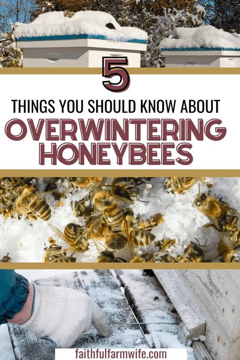 Beekeeping Diy, Apiary Beekeeping, Honey Bee Farming, Backyard Beehive, Honey Bee Facts, Honey Bees Keeping, Feeding Bees, Keeping Bees, Urban Beekeeping