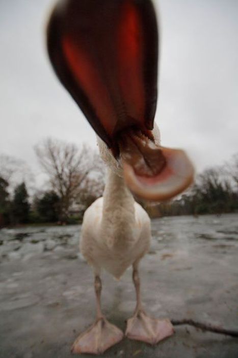 DUCK! I admit to this at times when my kids are driving me   n u t s !!  lol Funny Duck, Duck Face, Hapkido, Baby Ducks, Bones Funny, Birdy, Beautiful Creatures, Beautiful Birds