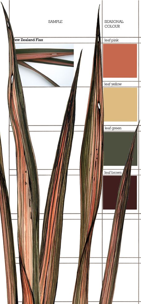 Planet Sam Plant Palette, New Zealand Flax, Muted Colour, Muted Palette, Contemporary Textiles, Plant Painting, Color Grouping, Botanical Drawings, Colour Board