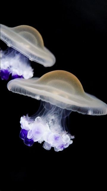 Egg Yolk Jellyfish, Jellyfish Biology, Mediterranean Jellyfish, Fried Egg Jellyfish, Egg Jellyfish, Jellyfish Species, Jellyfish Facts, Marine Photography, Sea Jellies