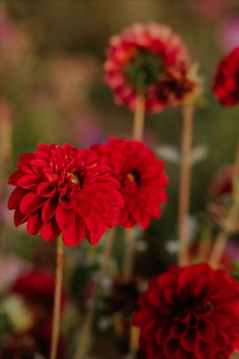 Red Dahlias from Gray Girl Farms #springflowers #cutflowergarden #dahlias #dahliaflowergarden Dahlia Flower Garden, Red Dahlias, Multiple Businesses, Cut Flower Farm, Dahlia Bouquet, Red Dahlia, Dahlias Garden, Making A Bouquet, Victorian Flowers