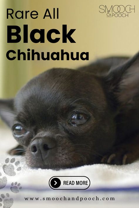 Chiwawa Chihuahuas, Tiny Frames, Chihuahua Facts, Black Chihuahua, Chihuahua Breeds, Designer Dogs Breeds, Baby Chihuahua, Rare Dog Breeds, Selective Breeding