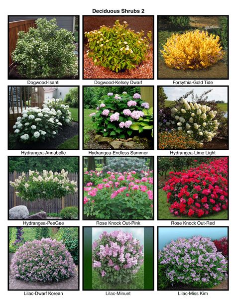 Softscape Landscape, Shrubs For Landscaping, Landscaping Shrubs, Front Lawn Landscaping, Flower Garden Plans, Small Front Yard Landscaping, Front Garden Landscape, Front Yard Garden Design, Lawn And Landscape