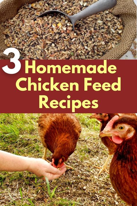 3 Amazing Homemade Chicken Feed Recipes  - My Homestead Life Making Your Own Chicken Feed, Diy Chicken Layer Feed Recipes, Best Chicken Feed For Layers, Chicken Feed Mix Recipe, How To Make Your Own Chicken Feed, Homemade Chicken Feed For Layers, Chicken Feed Recipes, Chicken Feed Diy, Chicken Housing