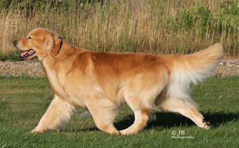 GCH Am/Can/UKC CH Shor'Line Sovereign Of The Seas MBPIS, BISS Golden Retriever Show Line Golden Retriever, Golden Retriever Reference, Golden Retriever Illustration, Golden Retriever Grooming, Dogs Walking, England Village, Golden Retriever Baby, Animal Photography Wildlife