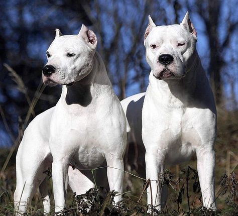 DOGO ARGENTINO Características, Fotos & Video Eurasian Dog, Dog Argentino, Pitbull Dog Breed, Kangal Dog, British Dog, Every Dog Breed, American Dog, Animal Guides, Dog List