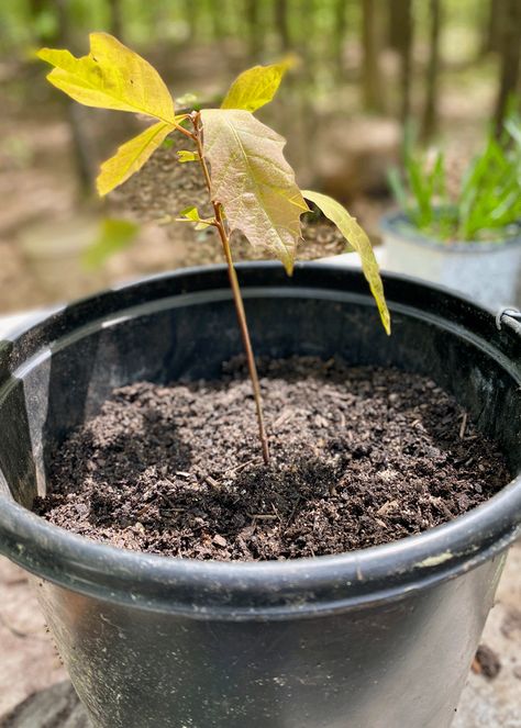 Oak seedling in a pot Growing Pineapple, Growing Trees, Shade Loving Perennials, Pineapple Sage, Soil Conditioner, Garden Tags, Creek Bed, Oak Trees, Master Gardener